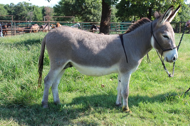 Sage the Donkey